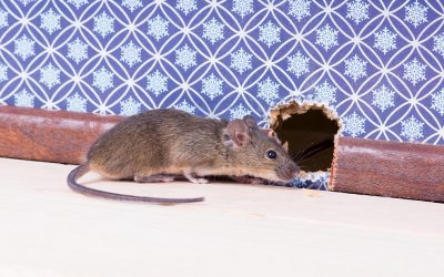 ¿Cómo podemos contraer enfermedades a través de ratas y ratones?