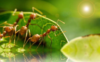 Datos curiosos sobre las hormigas