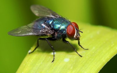 Datos curiosos sobre las moscas